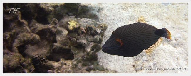 FrenchPolynesia031.JPG